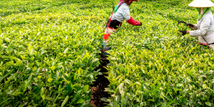 agricultureandforestry